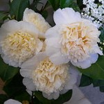 zimnie-tsvetyi