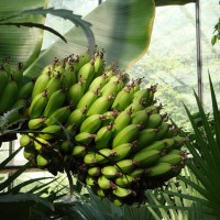 banan-vkusnaya-ekzotika banan-vkusnaya-ekzotika 