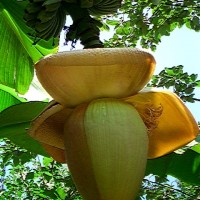 banan-vkusnaya-ekzotika ‎
