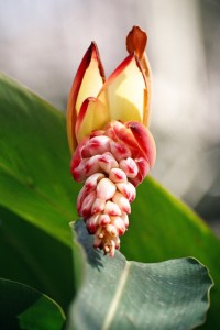 banan-vkusnaya-ekzotika banan-vkusnaya-ekzotika 