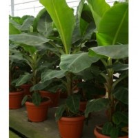 banan-vkusnaya-ekzotika ‎