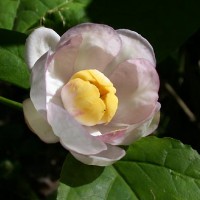 kalikant 