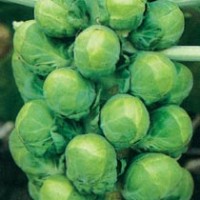kapusta-bryusselskaya-posadka-uhod-sorta