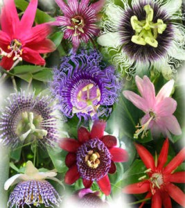 passiflora-strastotsvet passiflora-strastotsvet