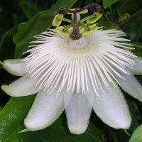 passiflora-strastotsvet