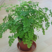 adiantum-venerin-volos