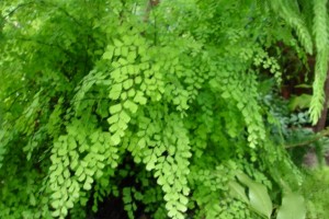 adiantum-venerin-volos