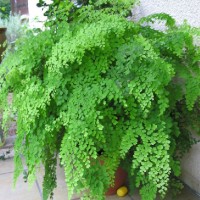 adiantum-venerin-volos