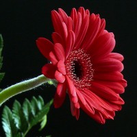 gerbera-v-domashnih-usloviyah