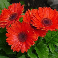 gerbera-v-domashnih-usloviyah