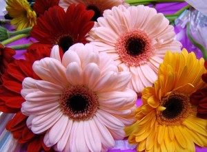 gerbera-v-domashnih-usloviyah