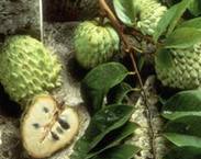 annona-chashuychataya-uhod-i-vyirashhivanie annona-chashuychataya-uhod-i-vyirashhivanie