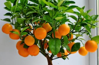 Апельсин из косточки