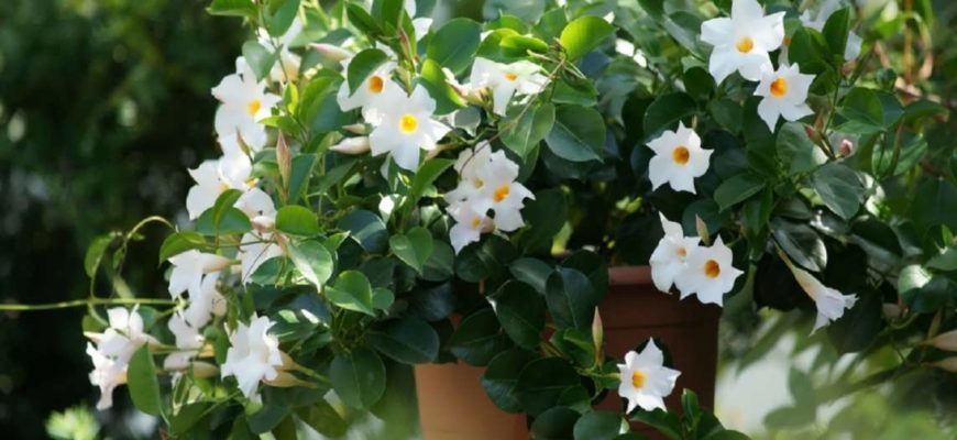 Дипладения
